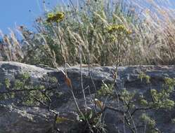 Image of Eriogonum hieracifolium Benth.