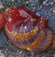 Image of Pseudocolochirus Pearson 1910