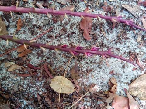 Image of Bulbophyllum rubrum Jum. & H. Perrier