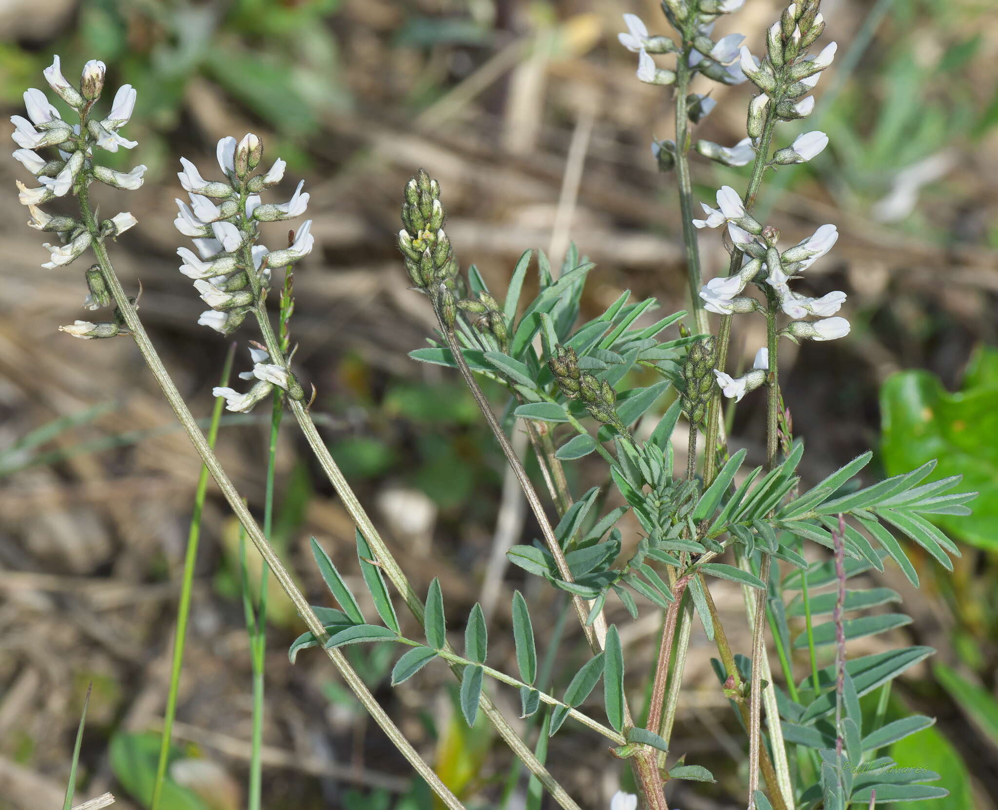 Image of elegant milkvetch