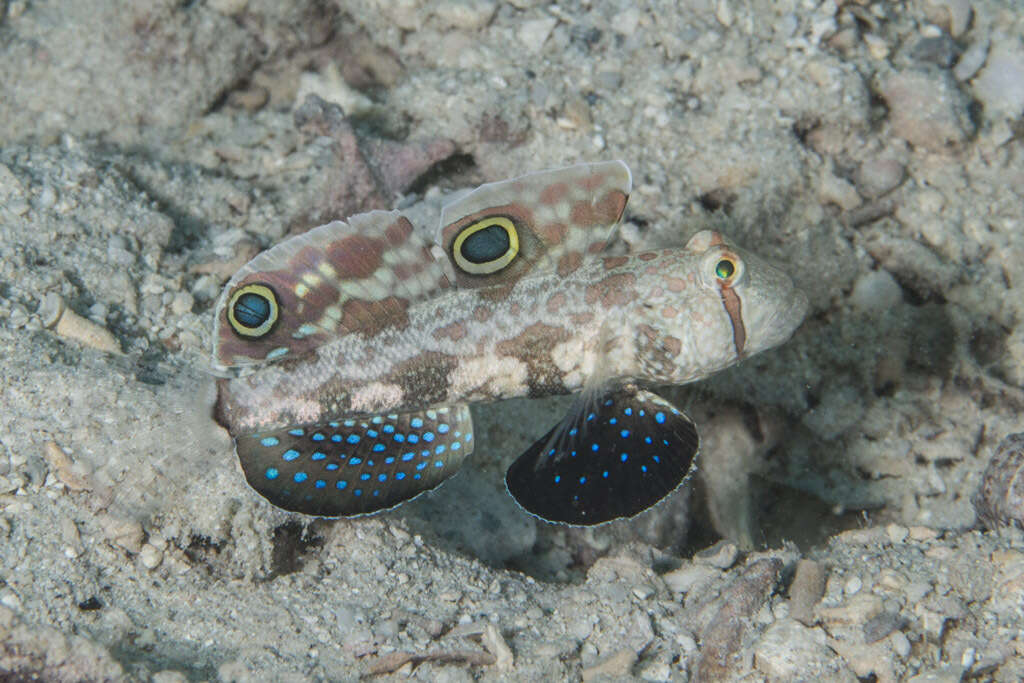 Image of Signigobius