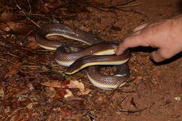 Image of Mexican burrowing pythons