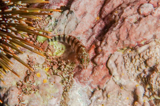 Image of Blue-eyed Triplefin