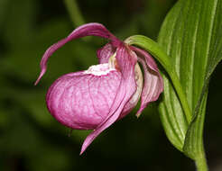 Image of Large-flowered Cypripedium