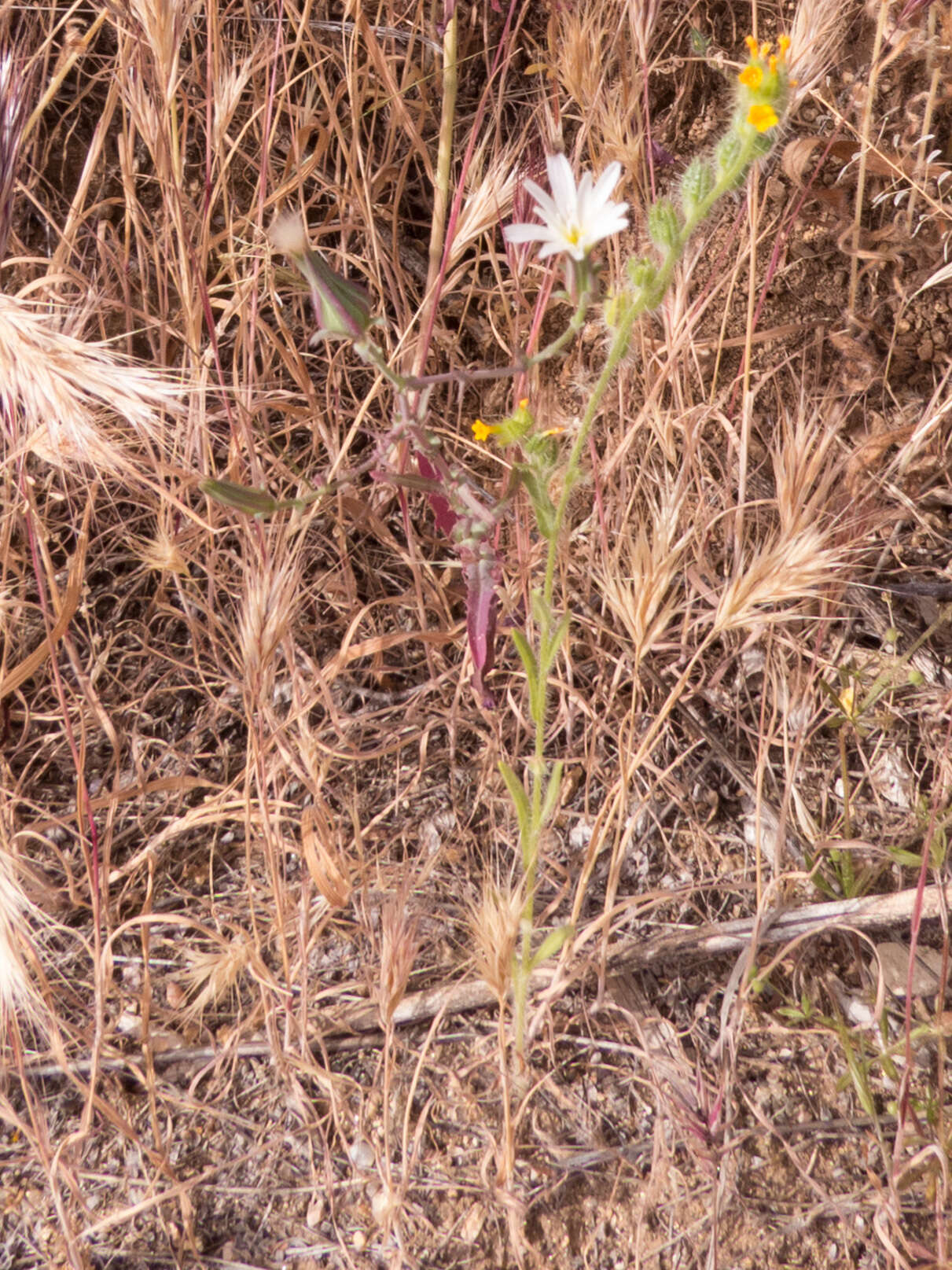 Image of California plumeseed