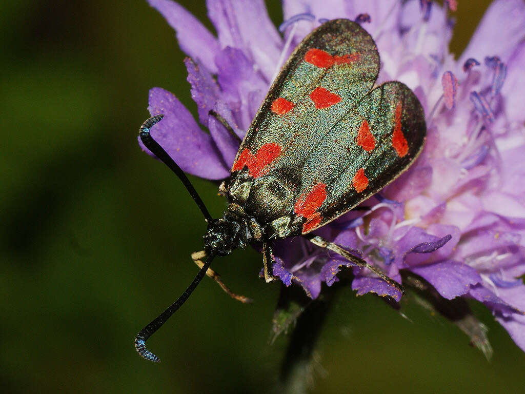 Plancia ëd Zygaena centaureae Fischer de Waldheim 1832