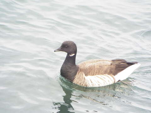 Image of Atlantic Brant