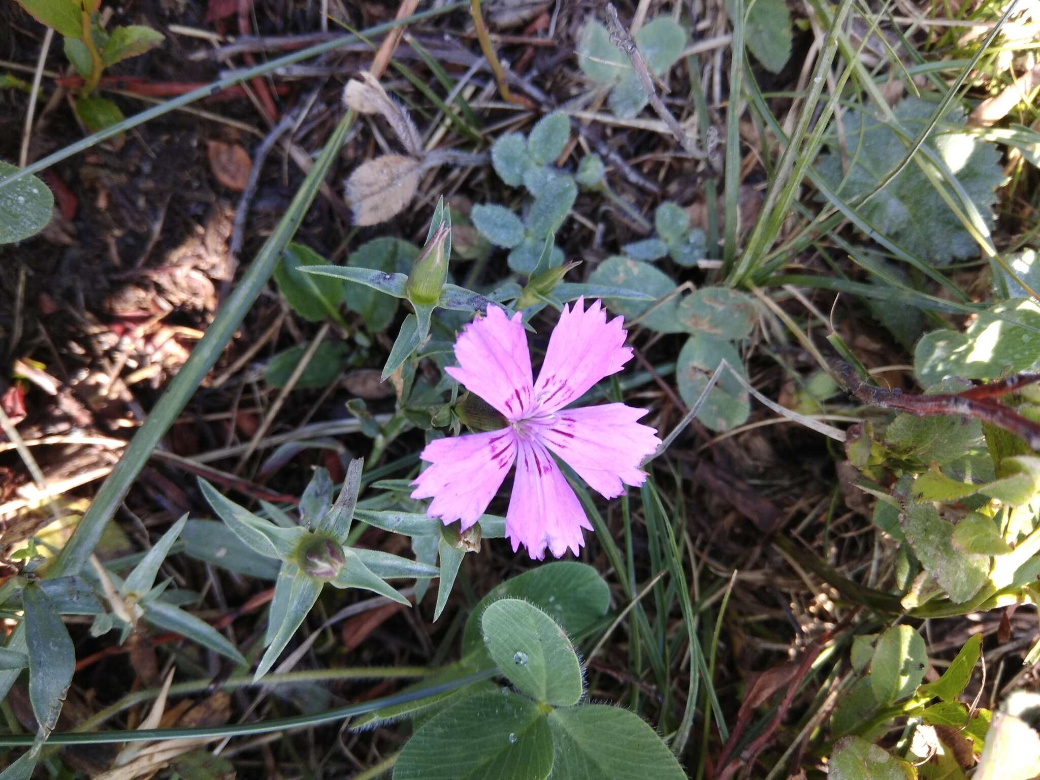 Image of Dianthus caucaseus Sims