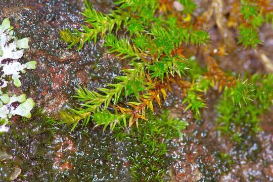 Image of Underwood's spikemoss