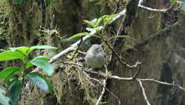 Image of warbler-finch