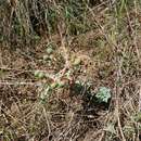 Image of Euphorbia anacampseros Boiss.