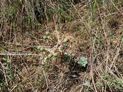 Image of Euphorbia anacampseros Boiss.