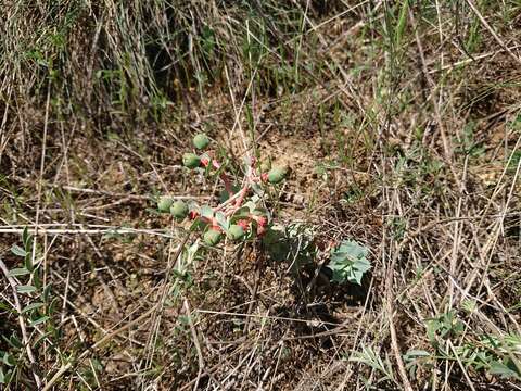 Sivun Euphorbia anacampseros Boiss. kuva