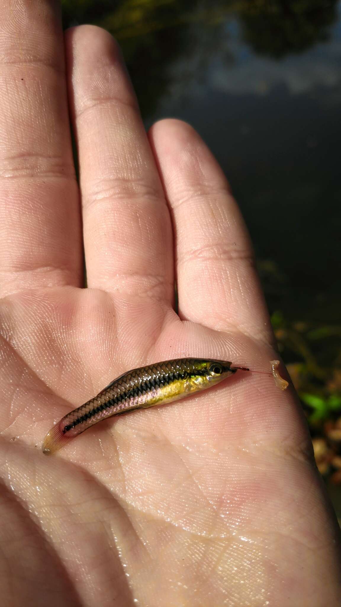 Image of Bluefin Killifish