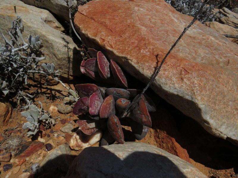 Sivun Adromischus triflorus (L. fil.) Berger kuva