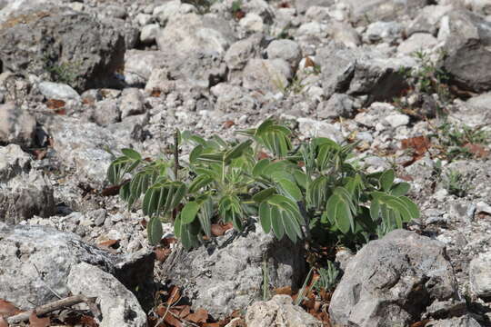 Sivun Senna apiculata (M. Martens & Galeotti) H. S. Irwin & Barneb kuva