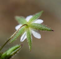 Image of Sabulina tenuifolia (L.) Rchb.