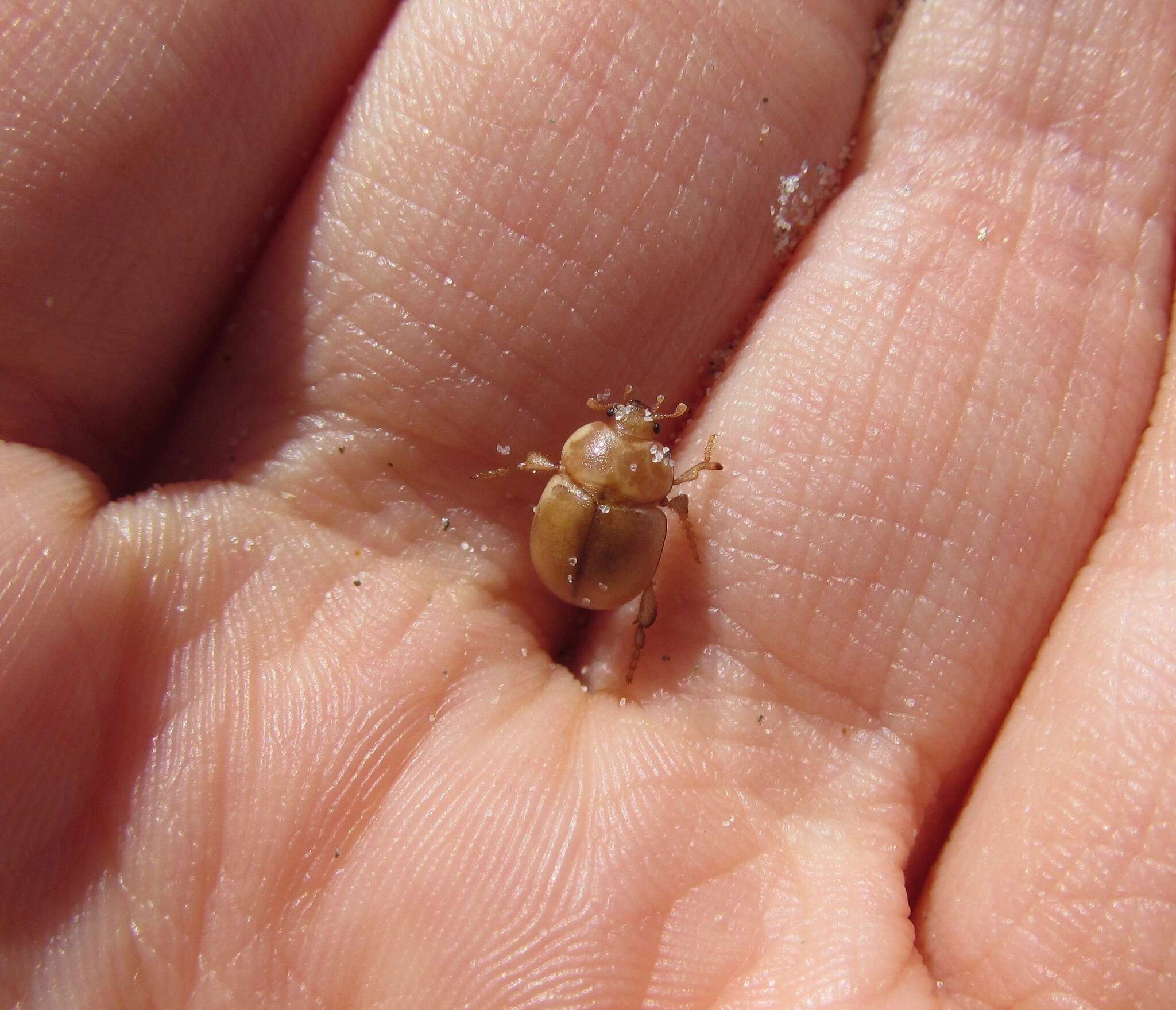 Image of Chaerodes trachyscelides White 1846