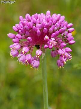 Image of Allium carmeli Boiss.