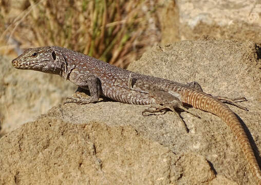 Image of Tenerife Speckled Lizard