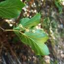 Styrax platanifolius subsp. stellatus (Cory) P. W. Fritsch的圖片