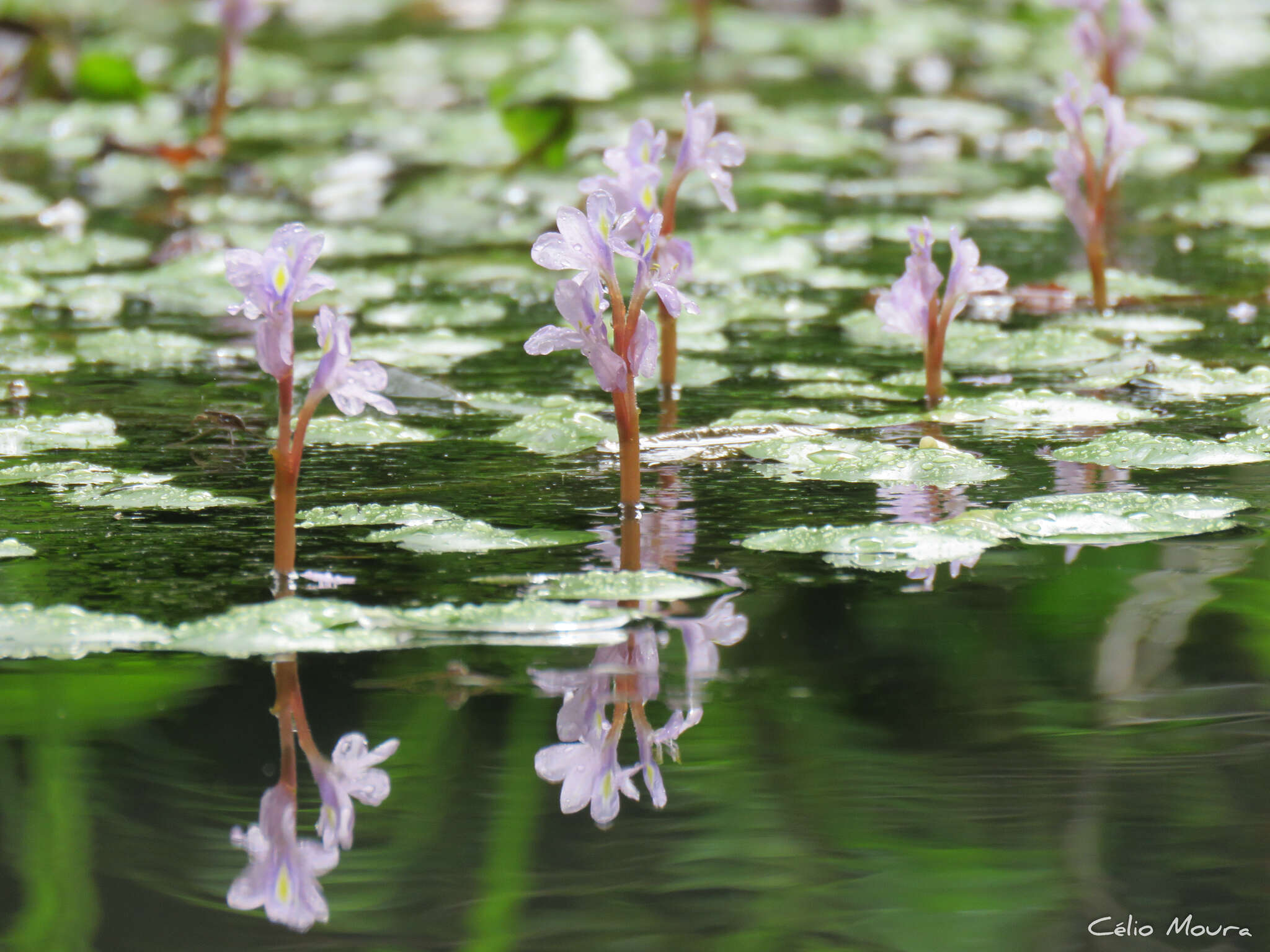 Image of <i>Pontederia diversifolia</i>