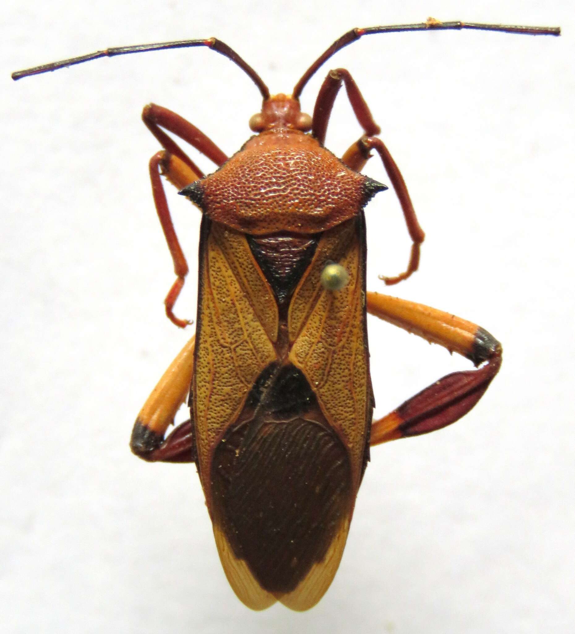 Image of Melucha biolleyi Distant 1900