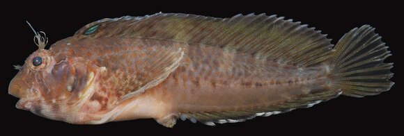 Image of Crested blenny