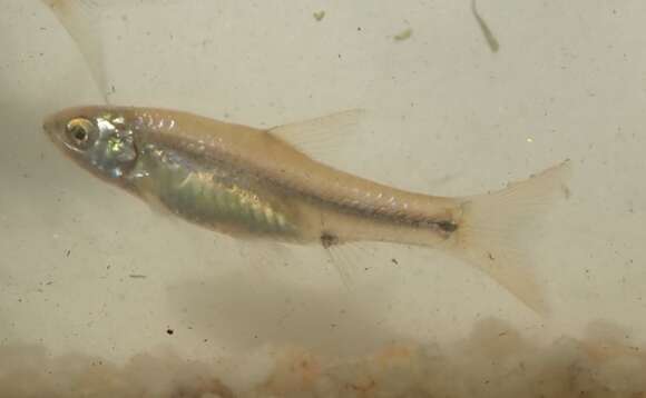 Image of Bowstripe Barb