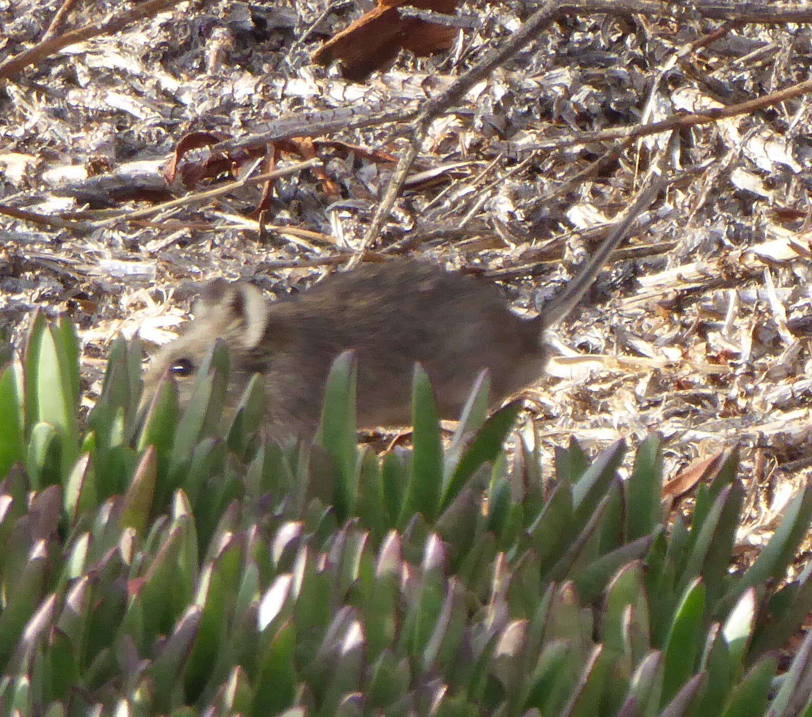 Image of African karoo rats