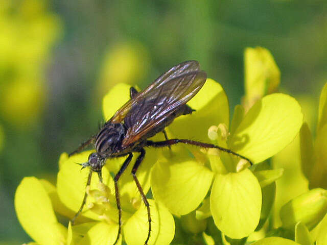 Image of Empis tessellata Fabricius 1794