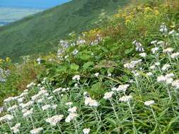 Imagem de Anaphalis margaritacea subsp. margaritacea