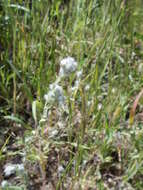 Image of q tips