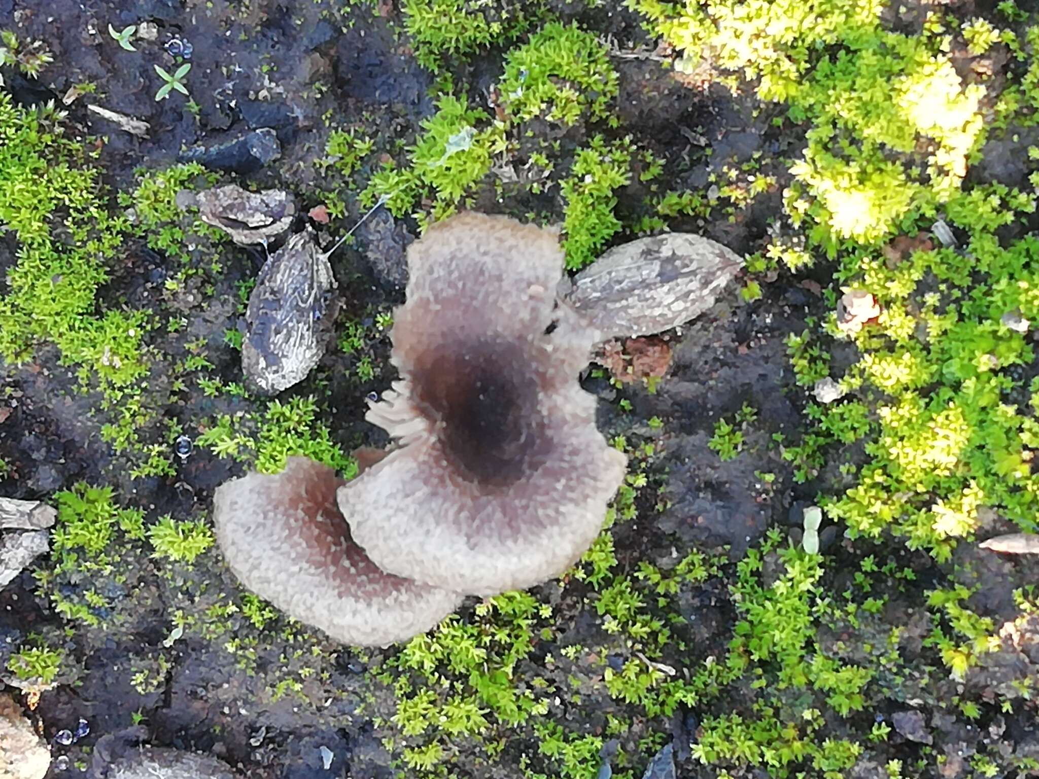 Слика од Tephrocybe anthracophila (Lasch) P. D. Orton 1969