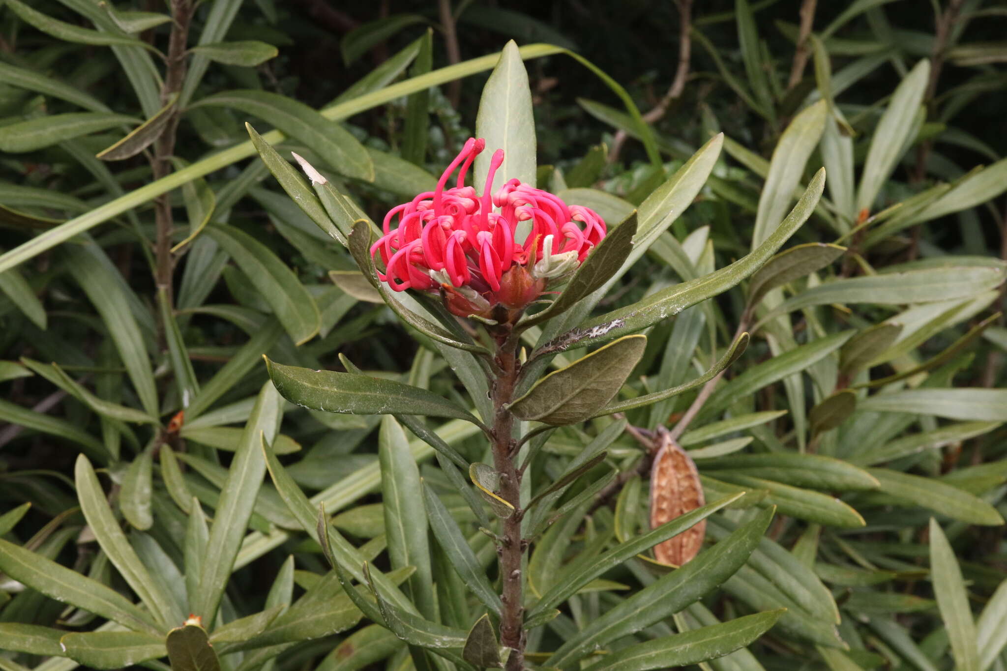 Image of Telopea truncata (Labill.) R. Br.