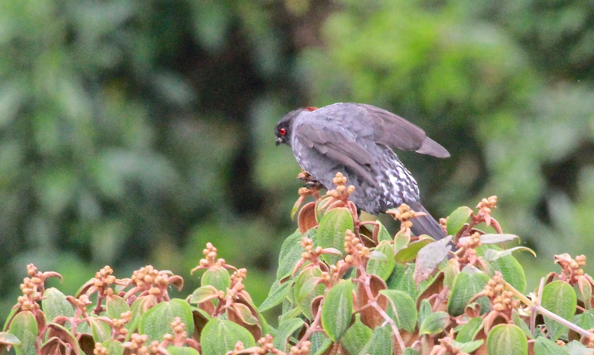 Image of Crested Cotingas