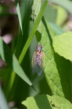 Image of Tettigetta