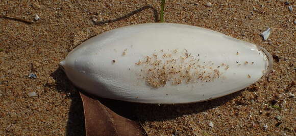 Image of Patchwork Cuttlefish