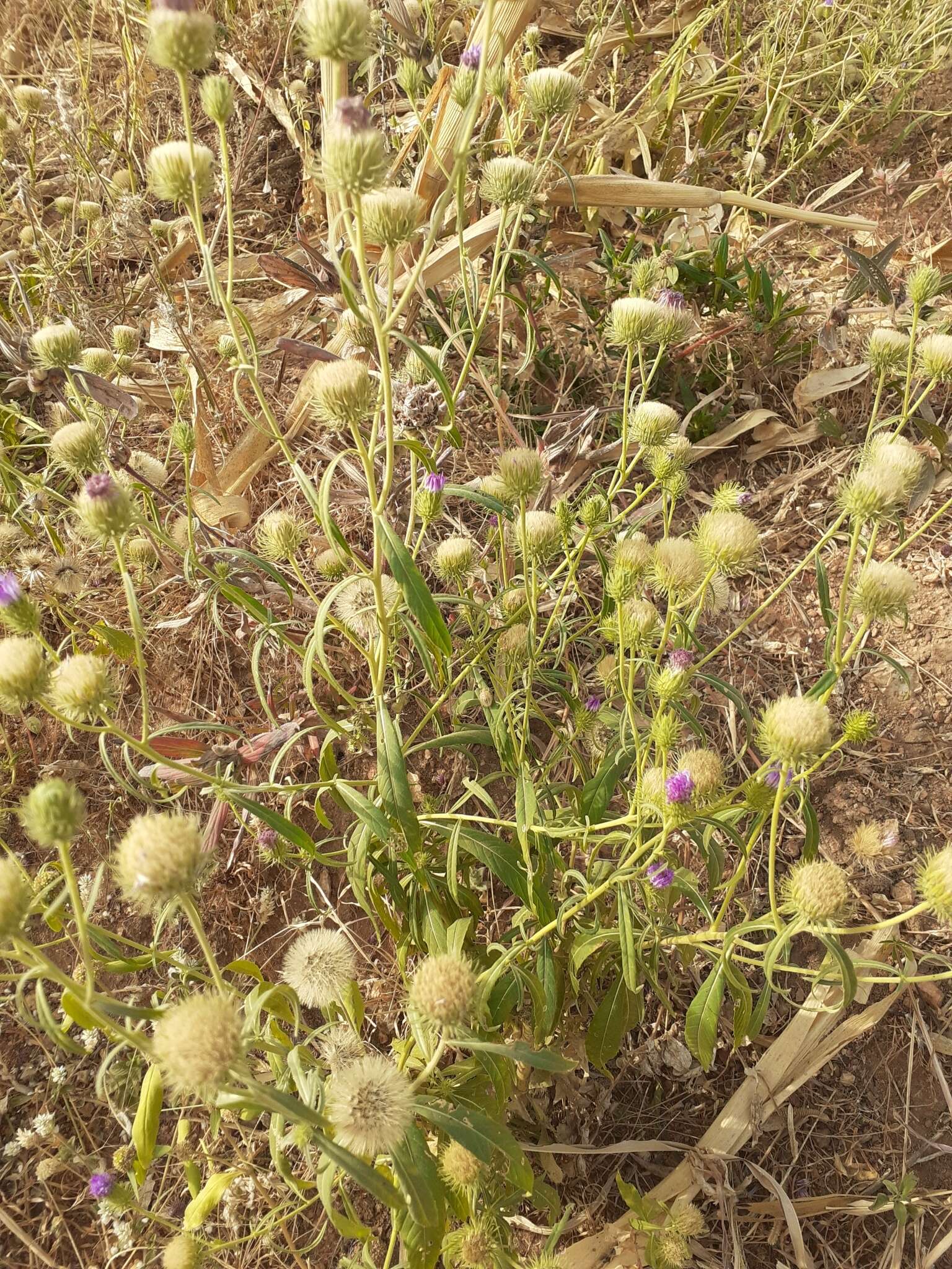 Imagem de Vernonia galamensis (Cass.) Less.