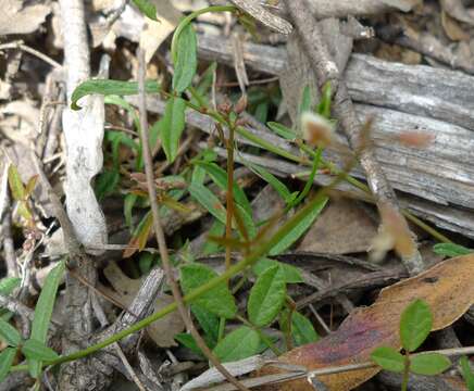 Imagem de Desmodium varians (Labill.) G. Don