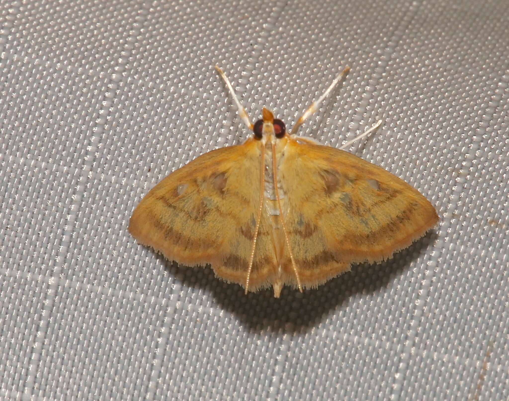 Image of Pale-winged Crocidophora moth