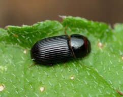 Image of Ataenius platensis (Blanchard 1846)