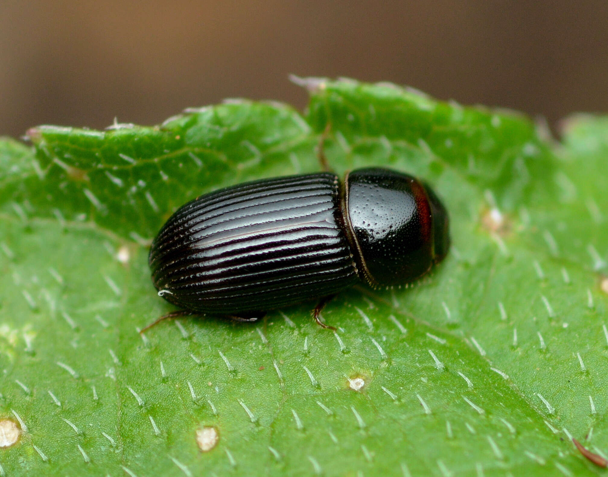 Image of Ataenius platensis (Blanchard 1846)