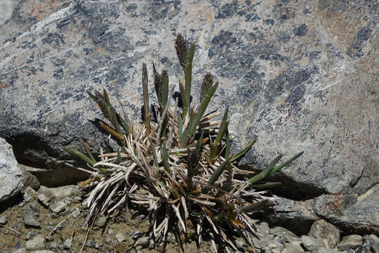 Image of Poa buchananii Zotov