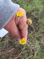 Image of Gutierrezia conoidea (Hemsl.) M. A. Lane