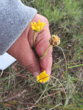 Image of Gutierrezia conoidea (Hemsl.) M. A. Lane