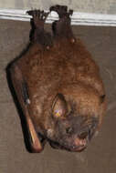 Image of Tree Bat