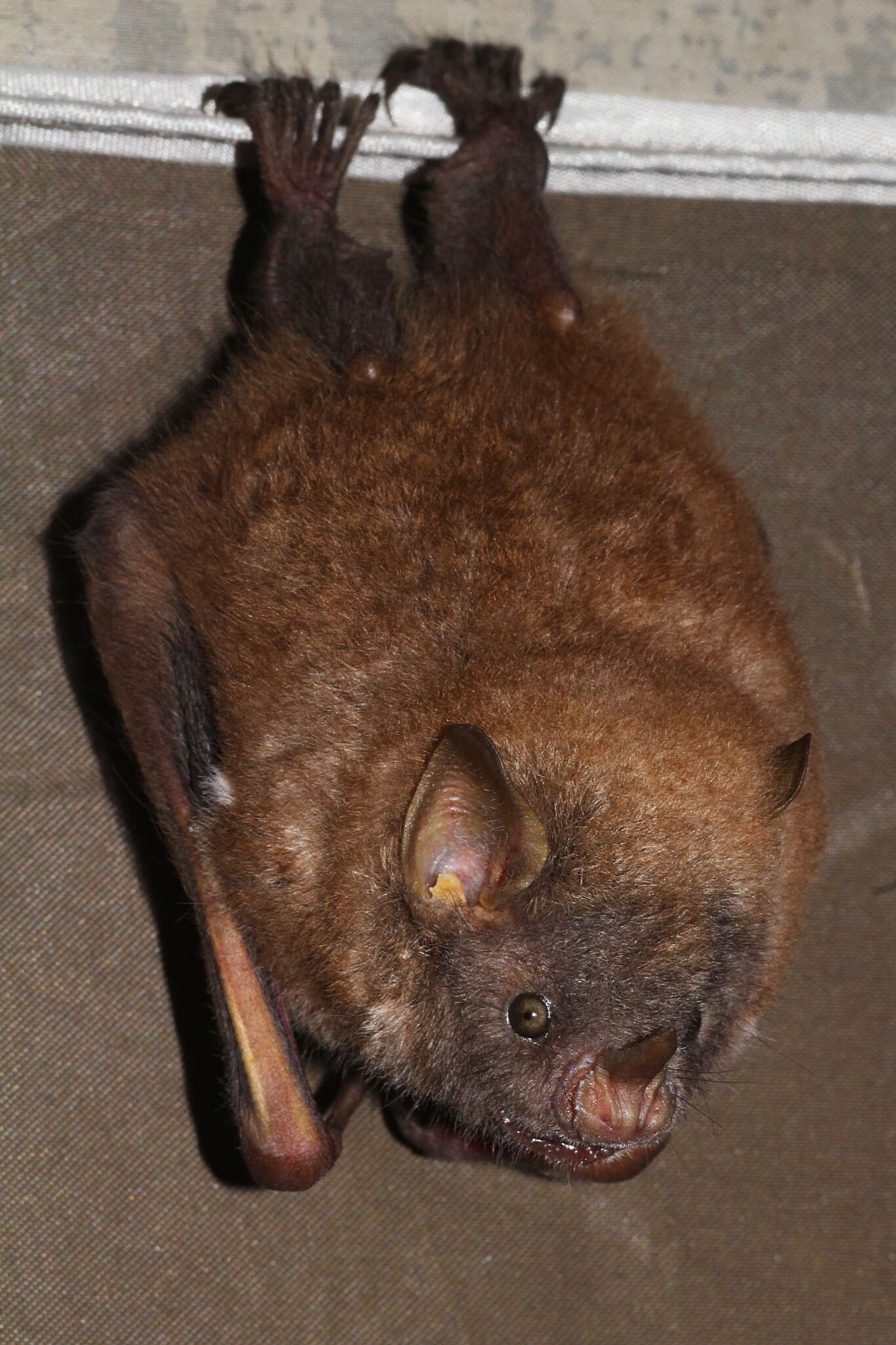 Image of Tree Bat