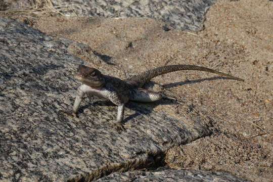 Image of Mwanza Flat-headed Rock Agama