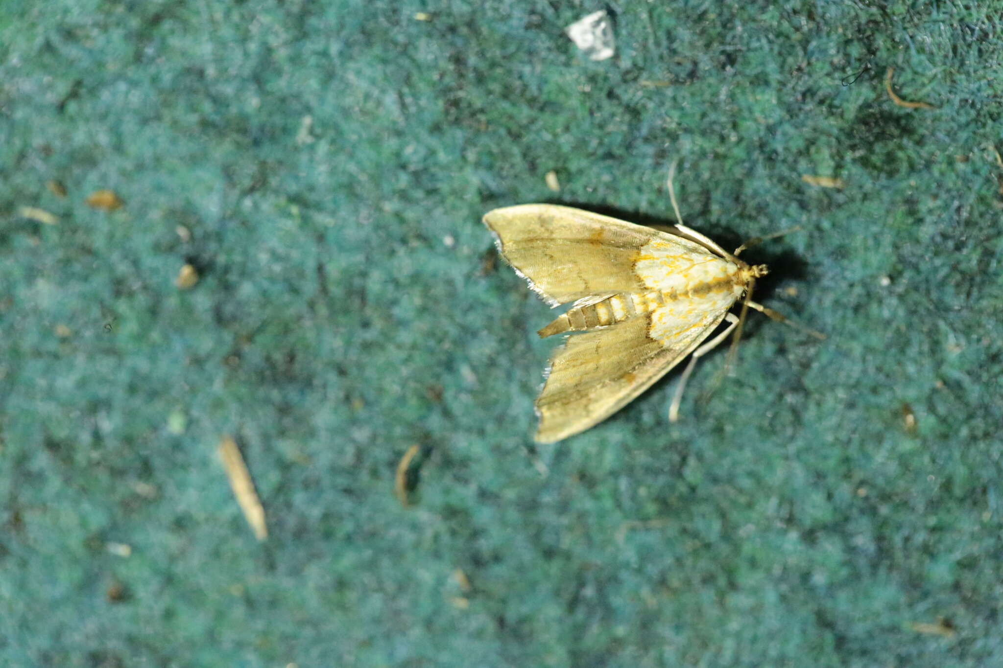 Image of Agrotera nemoralis Scopoli